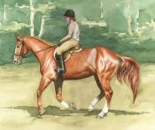 book cover of Sophie (Riding School, 5) by Samantha Alexander