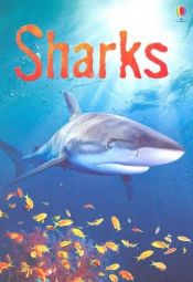 book cover of Sharks (Usborne Beginners) by Catriona Clarke