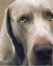 book cover of William Wegman polaroids by William Wegman