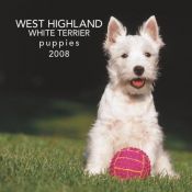 book cover of West Highland White Terrier Puppies 2008 Mini Wall: Mini 6x6 by Browntrout
