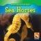 Sea Horses (Animals That Live in the Ocean)