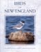 Birds of New England